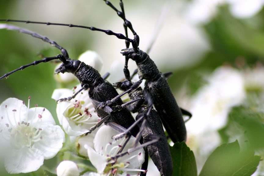 Cerambyx scopoli in accoppiamento
